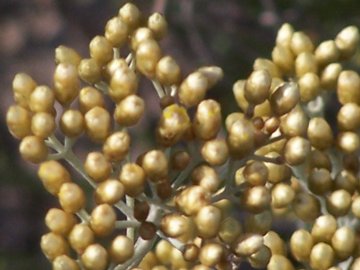 Helichrysum italicum